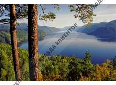 Сибирский Кедр