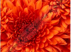 Гардиан- Воронеж