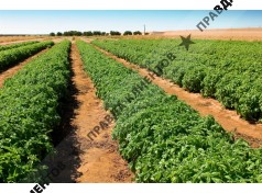 Центр Земледельческих Координаций