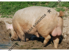 Ремстройсервис ИНН 7115022589