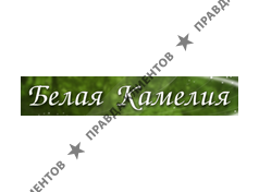 БЕЛАЯ КАМЕЛИЯ